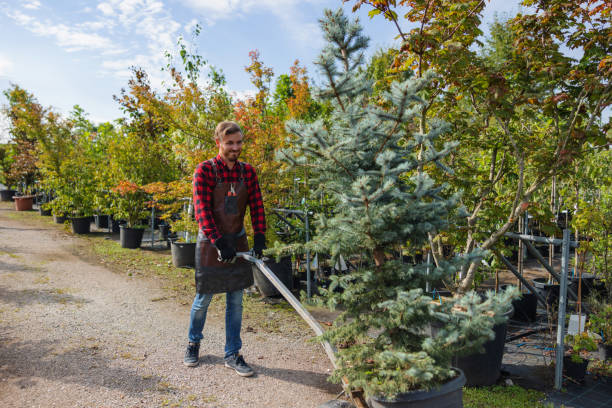 How Our Tree Care Process Works  in  Lafayette, LA